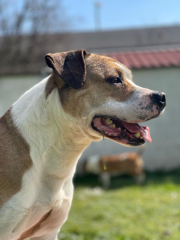 GOLD AMSTAFF Foto 6